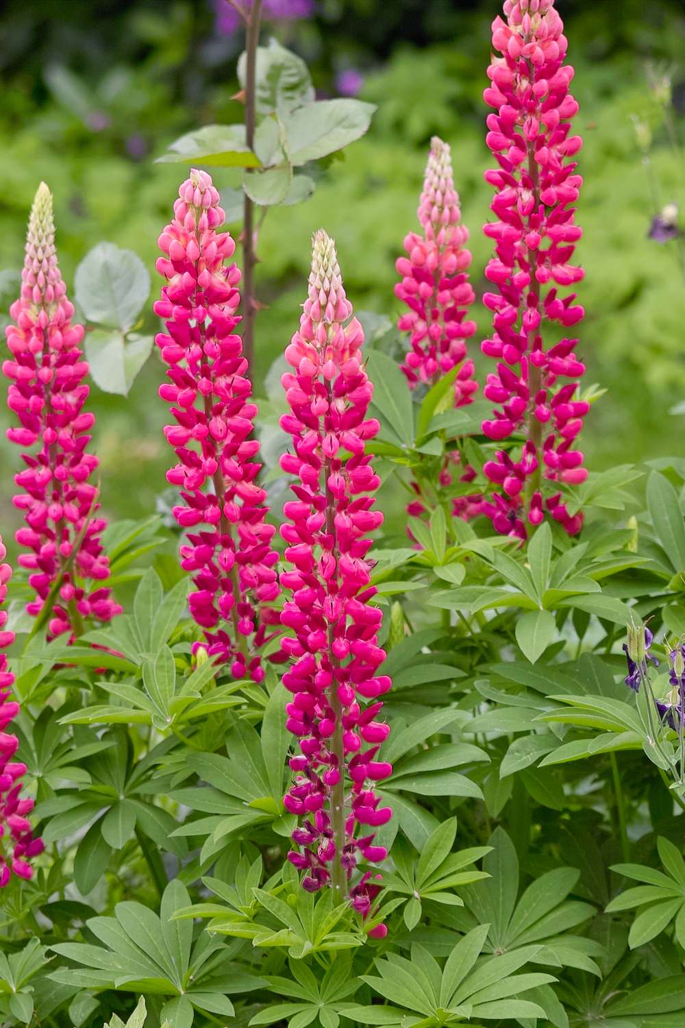 Lupin 'The Pages' (pink)